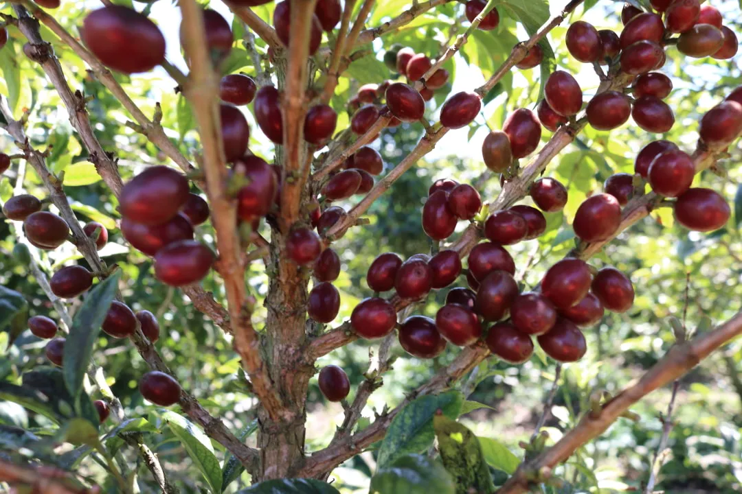 Cerise de Bourbon Pointu