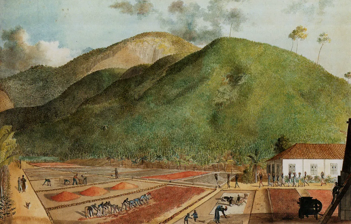 Histoire du Bourbon Pointu